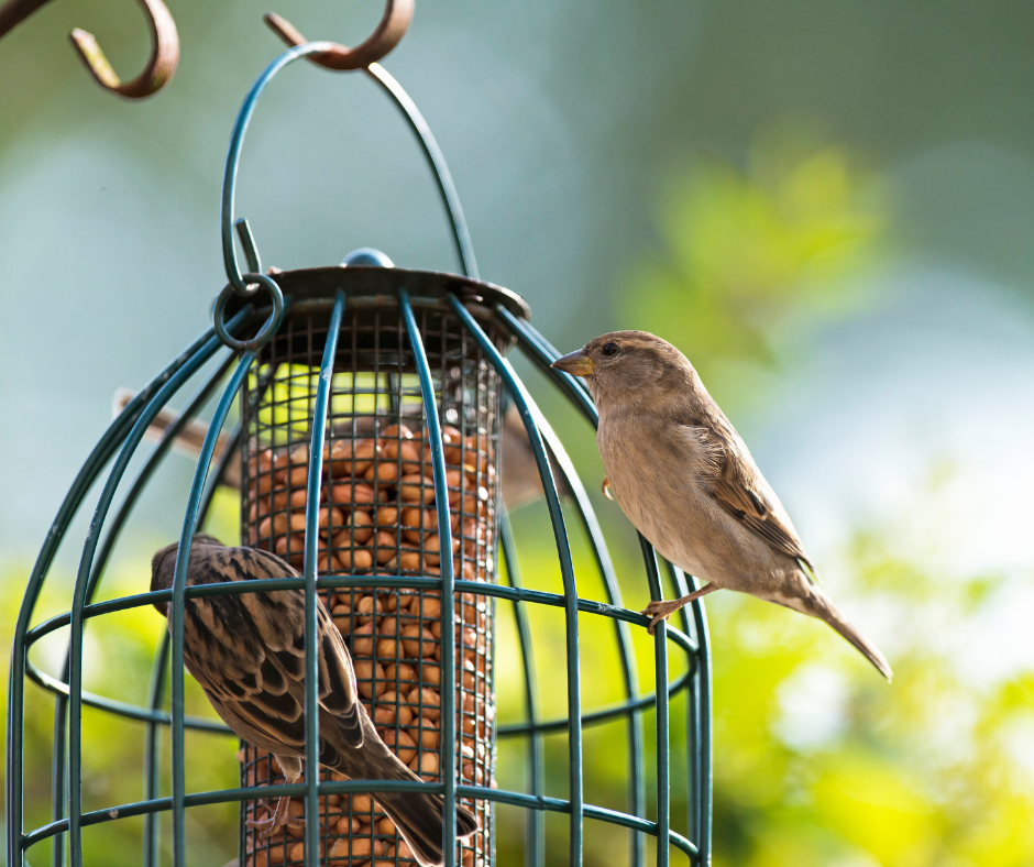 Photo of house sparrows, UK garden birds, being fed in the summer months on a hanging bird feeder.