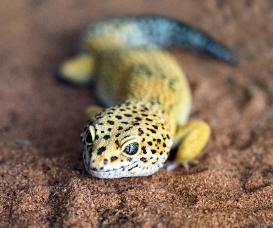 A leopard gecko in an article about reptile skin care