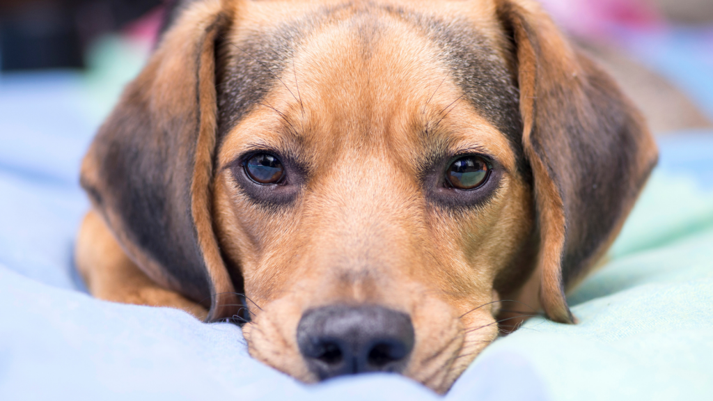 Do dogs feel grief? Vital Pet Club Expert Pet Advice