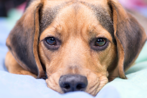 Do dogs feel grief?