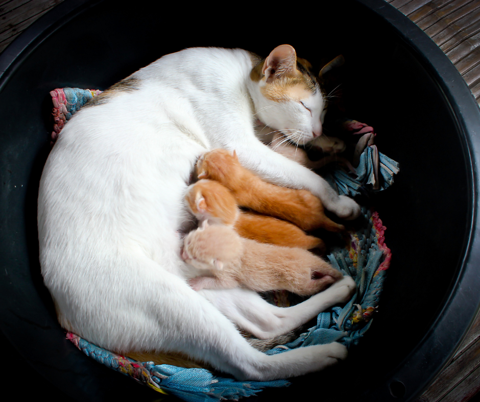 Mother cat with kittens in an article about kitten development stages.