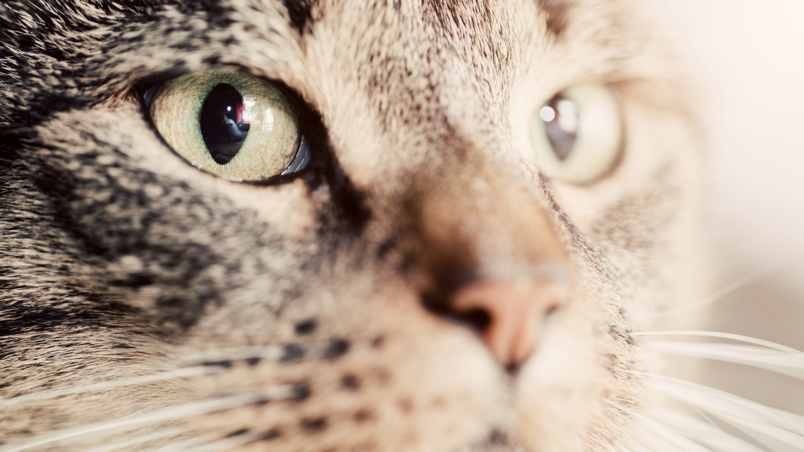 Can cats see in colour? Vital Pet Club Expert pet advice from vets