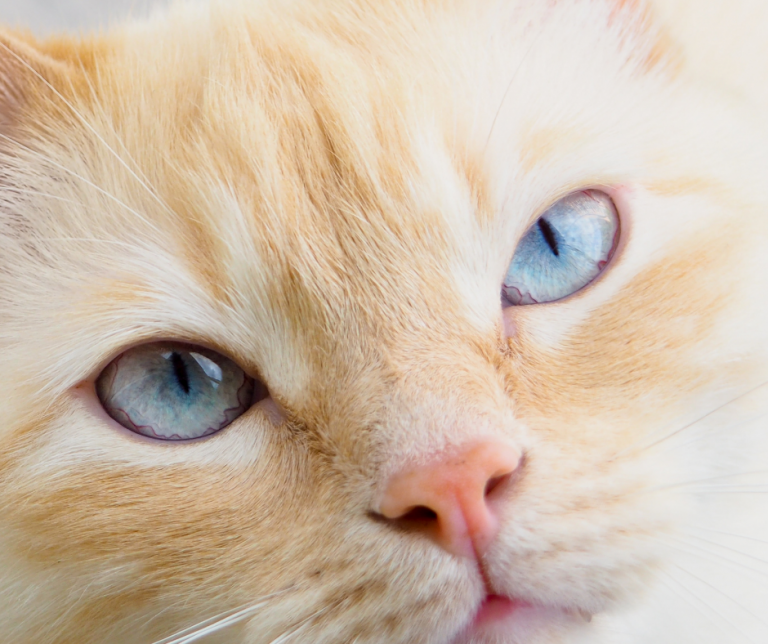 Can cats see in colour? Vital Pet Club Expert pet advice from vets