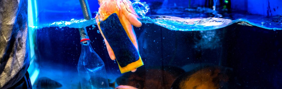 How to clean a fish tank