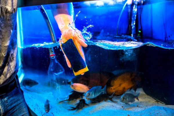 How to clean a fish tank