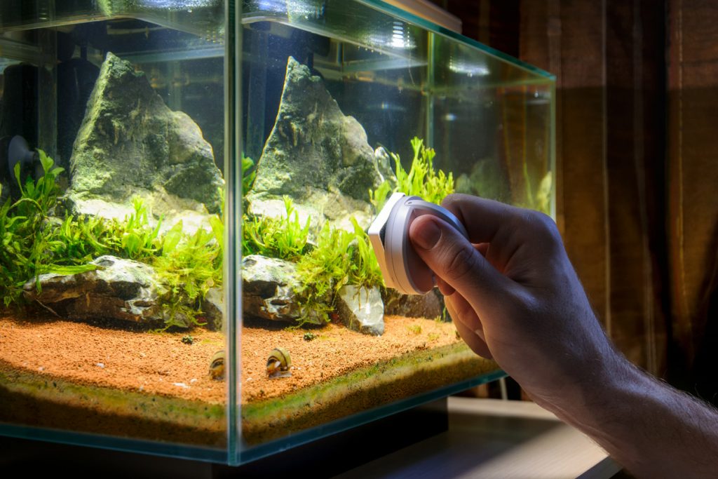 Photo of somebody cleaning their fish tank.