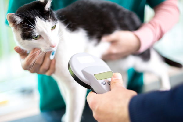 Microchipping cats