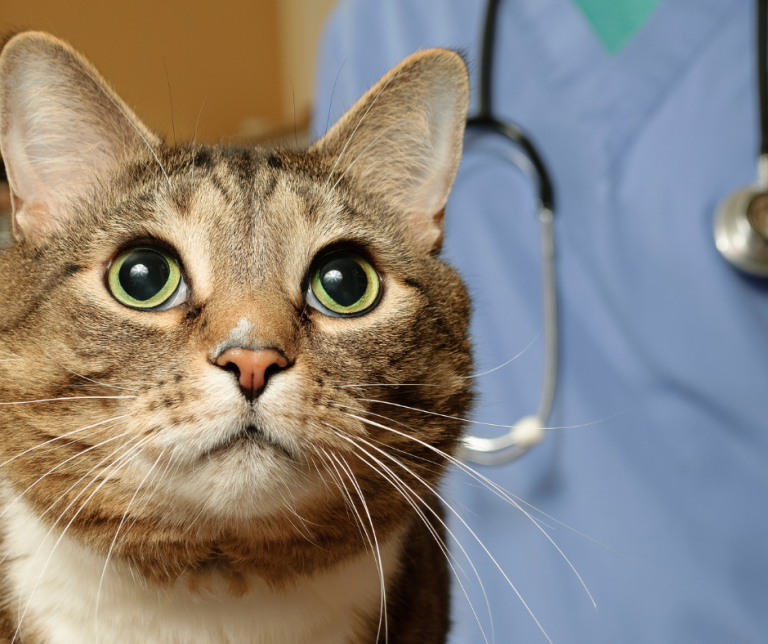 Microchipping cats - Vital Pet Club - Expert Pet Advice From Vets