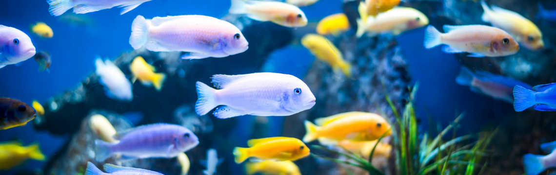 Your guide to the behaviour of fish