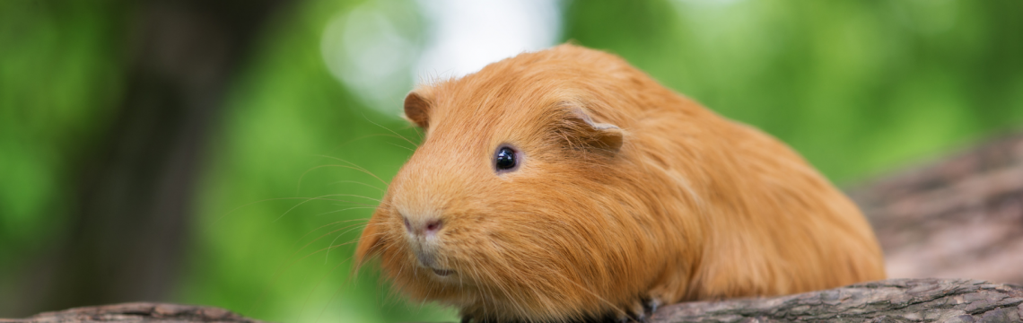 Flystrike in guinea pigs and rabbits