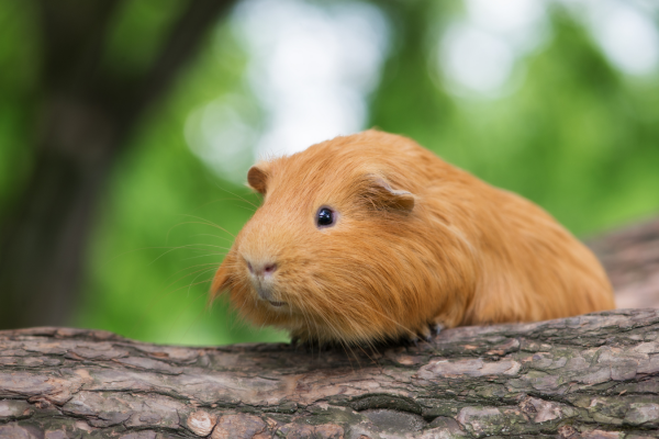 Flystrike in guinea pigs and rabbits