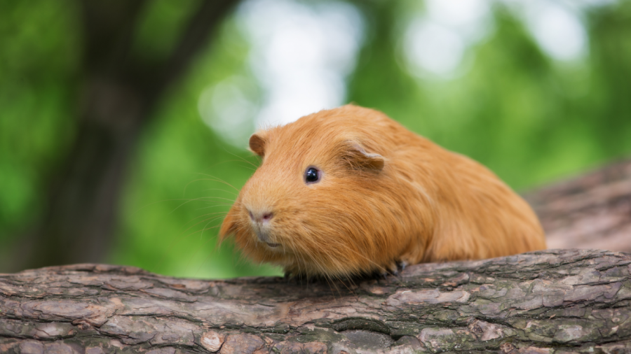 Flystrike in guinea pigs and rabbits Vital Pet Club Expert Pet Advice