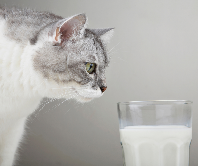 Is it OK to give a cat milk? Vital Pet Club Expert Pet Advice From Vets