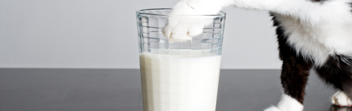 Is it OK to give a cat milk?