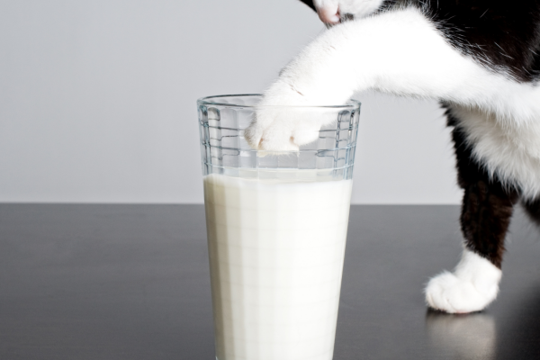 Is it OK to give a cat milk?