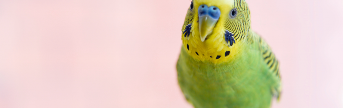 Why do parrots pull out their feathers?