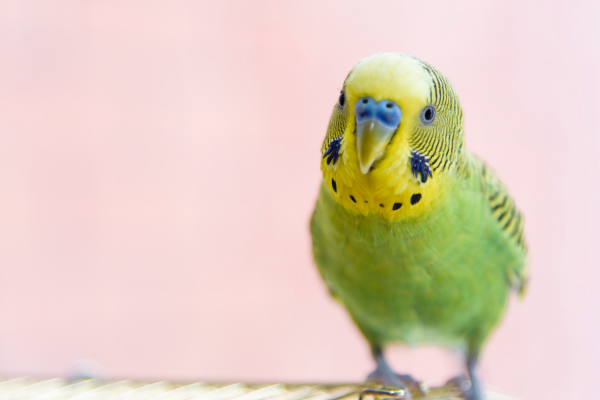 Why do parrots pull out their feathers?