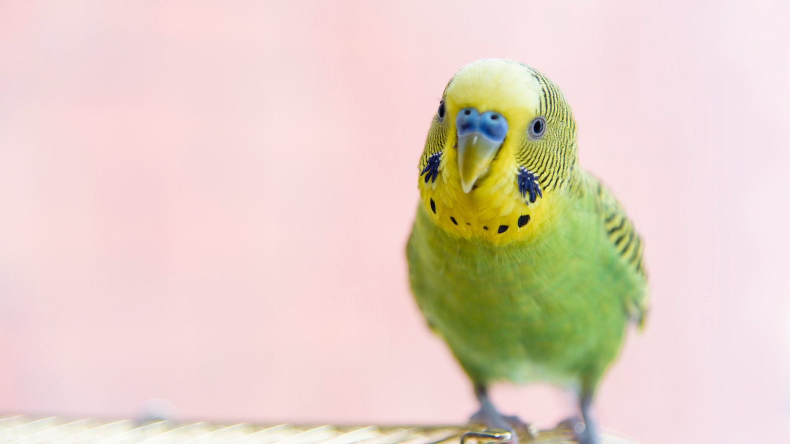 Why do parrots pull out their feathers? Vital Pet Club