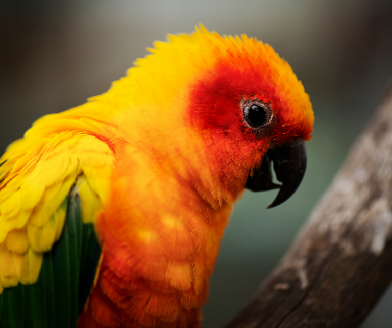 Why do parrots pull out their feathers? Vital Pet Club