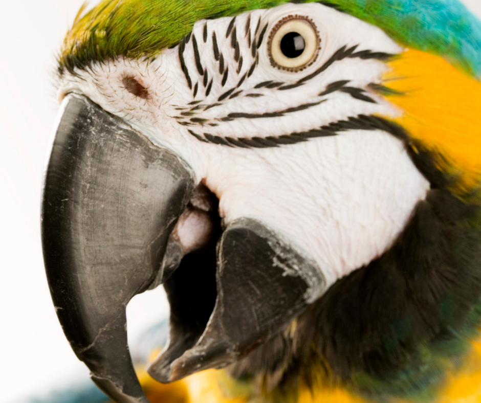 Image shows a Macaw in an article about why parrots pull out their feathers.