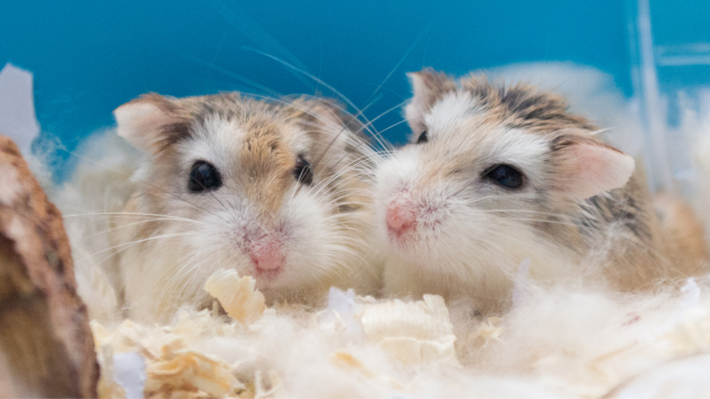 Your guide to choosing and cleaning a hamster cage Vital Pet Club