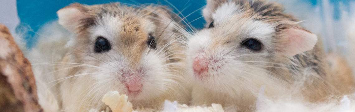 Everything You Need to Know About Hamsters - Vital Pet Club - Pet advice