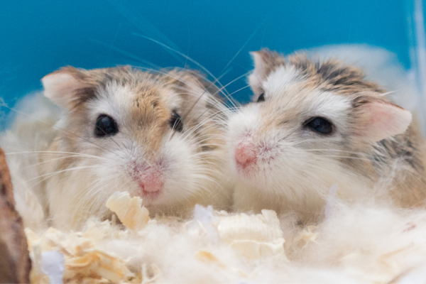 Your guide to choosing and cleaning a hamster cage