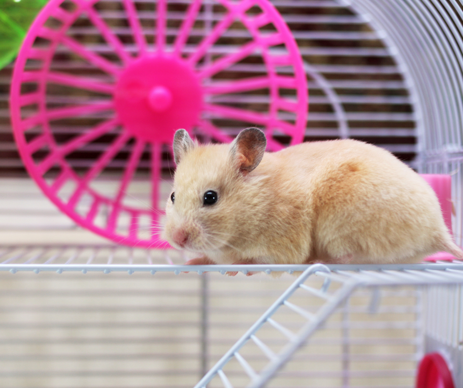 Everything You Need to Know About Hamsters - Vital Pet Club - Pet advice