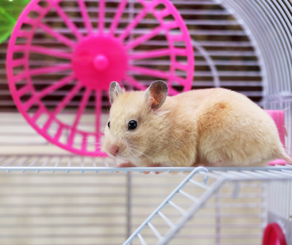 Everything You Need to Know About Hamsters - Vital Pet Club - Pet