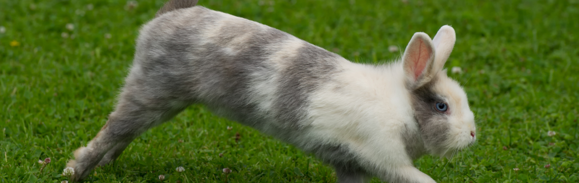 Top tips for training a rabbit