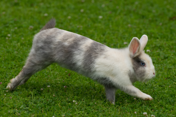 Top tips for training a rabbit