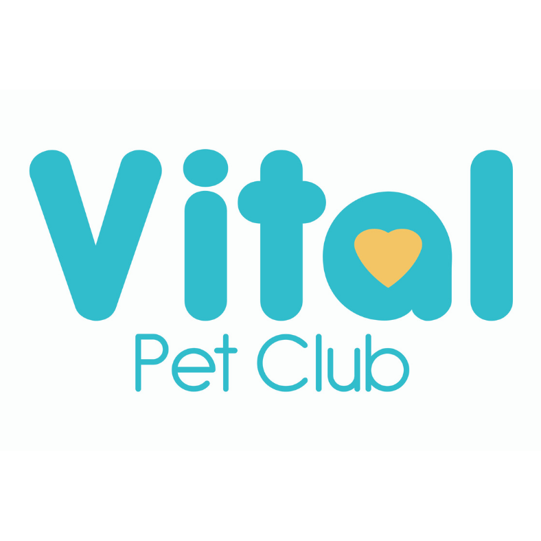 Everything You Need to Know About Hamsters - Vital Pet Club - Pet advice