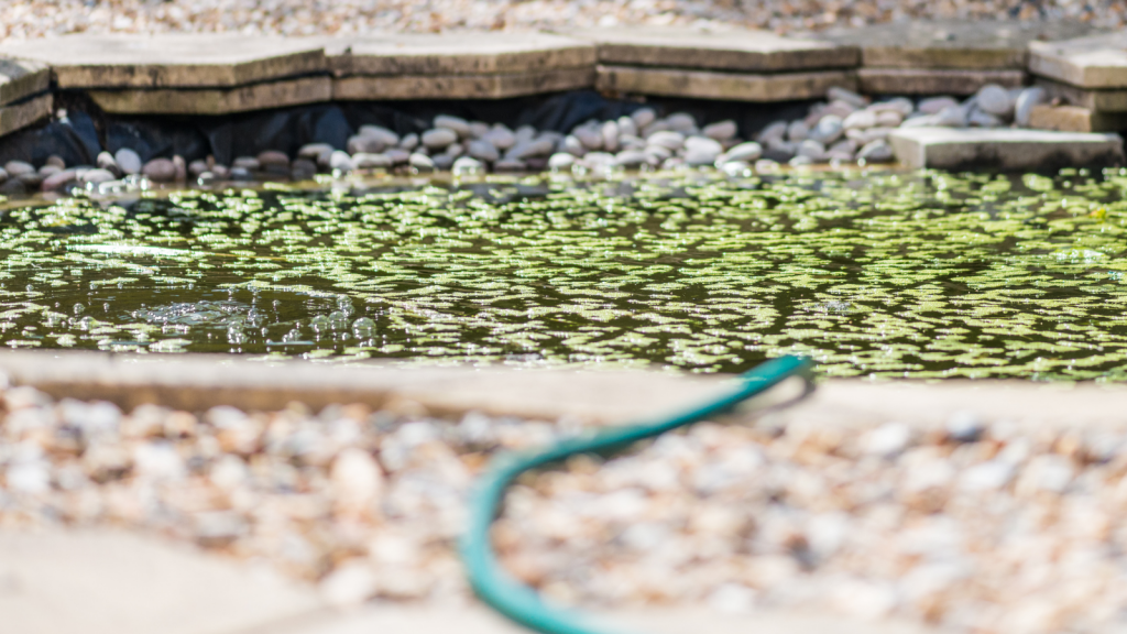 What eats pond algae? Vital Pet Club Expert pet advice from vets