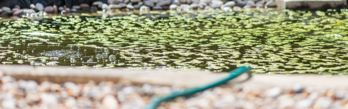 What eats pond algae?