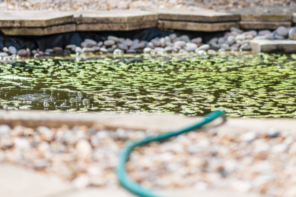 What eats pond algae?