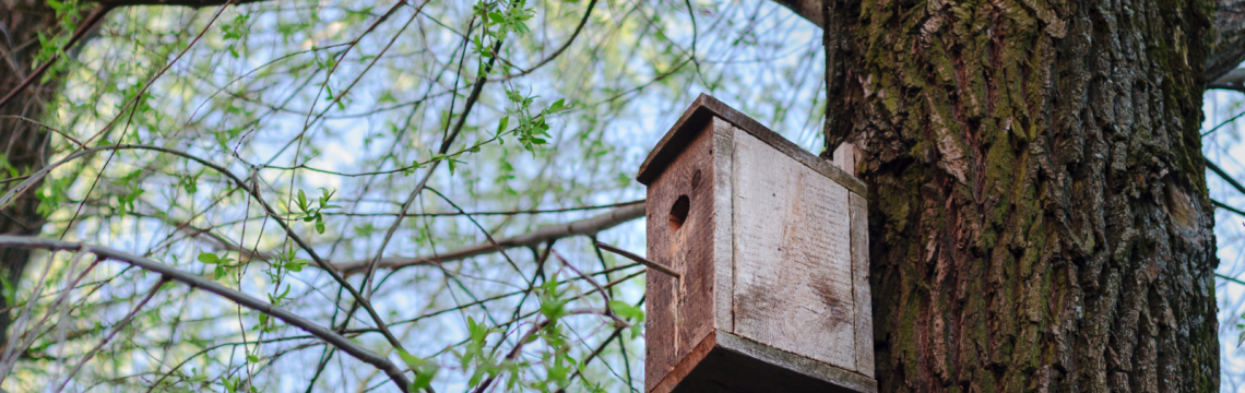 Nest boxes in the Autumn