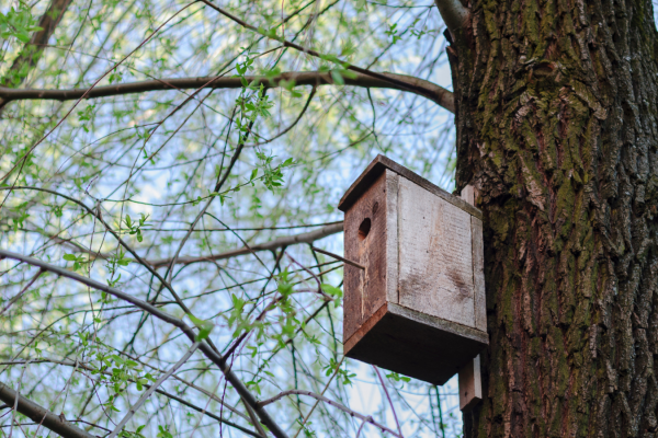 Nest boxes in the Autumn