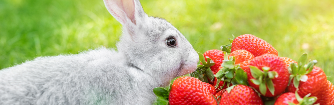 Can rabbits eat strawberries?