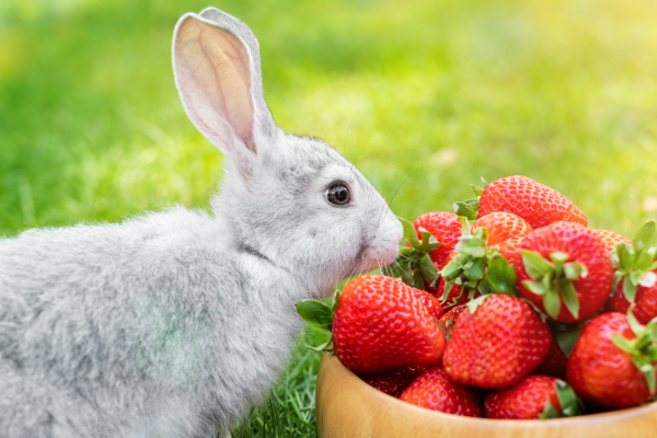 Can rabbits eat strawberries?