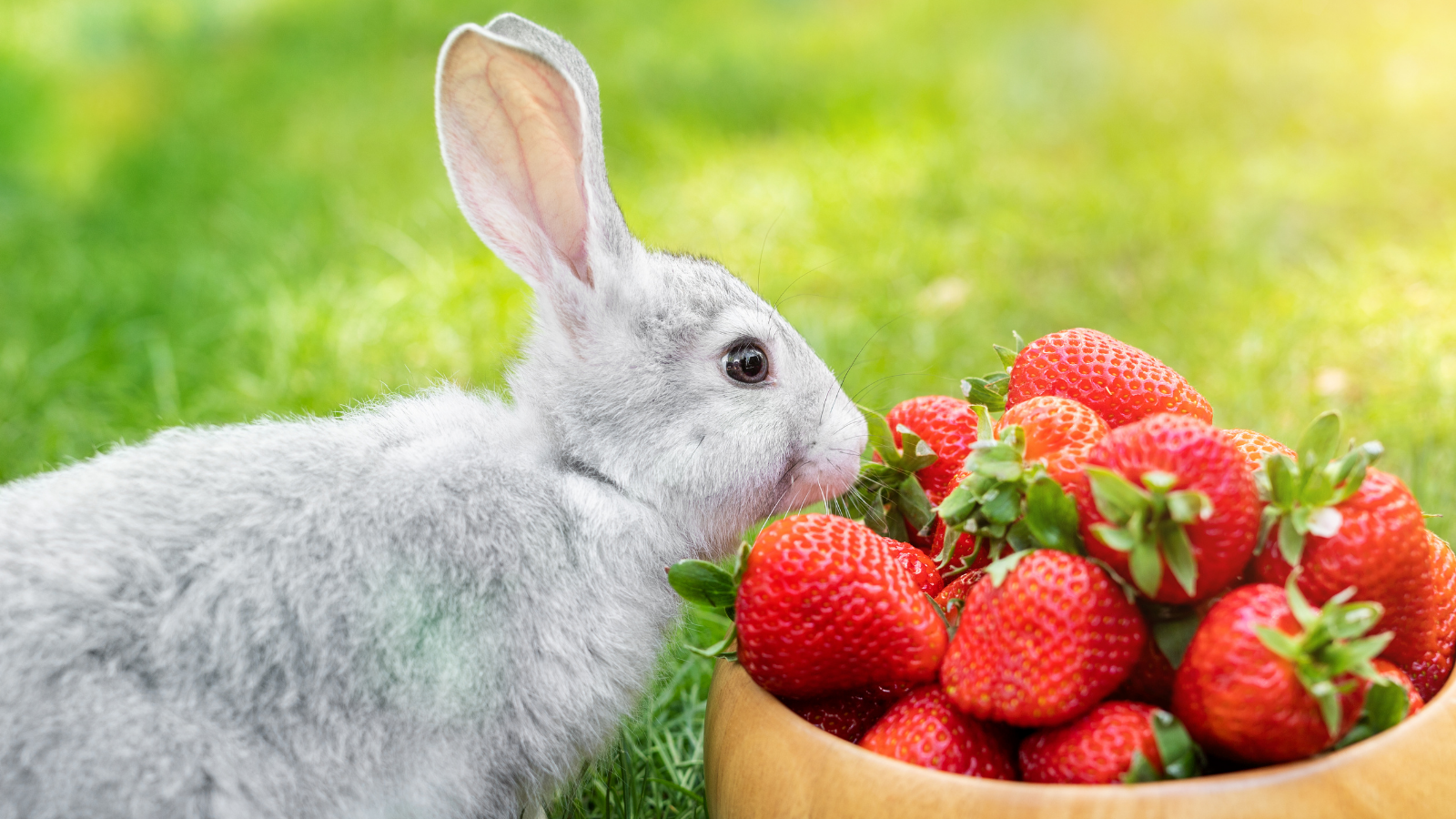 Can rabbits eat strawberries? - Vital Pet Club - Expert pet advice from vets