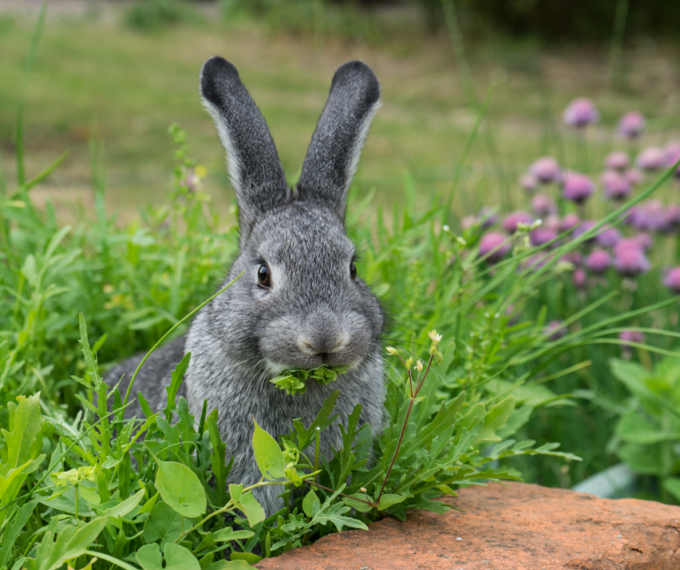 Can rabbits eat strawberries? Vital Pet Club Expert pet advice from
