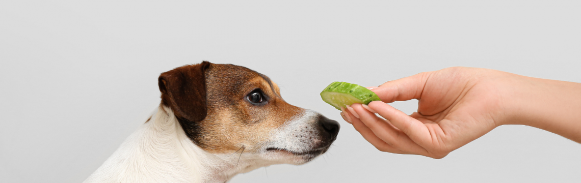 Can dogs eat cucumbers?