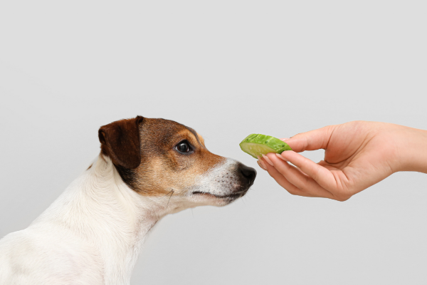 Can dogs eat cucumbers?