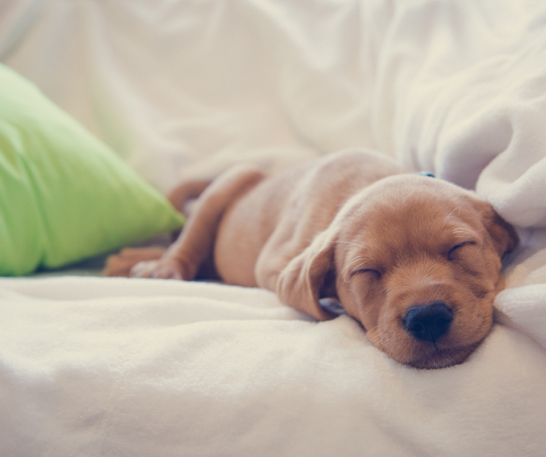 Puppies crying at night Vital Pet Club Expert pet advice from vets