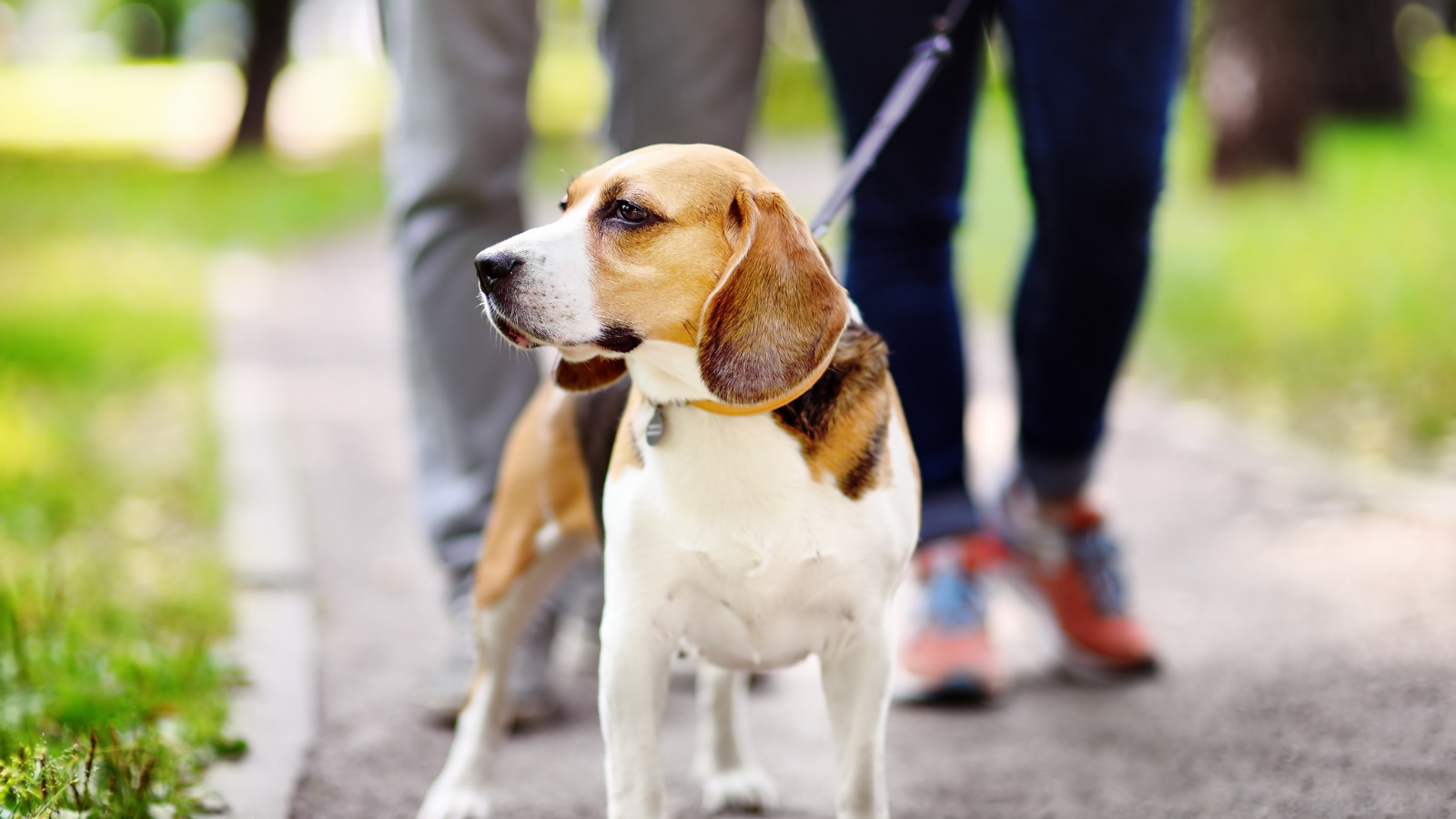 how-far-to-walk-a-dog-vital-pet-club-expert-pet-advice-from-vets
