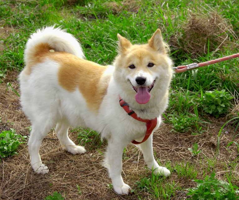 How Far To Walk A Dog Vital Pet Club Expert Pet Advice From Vets