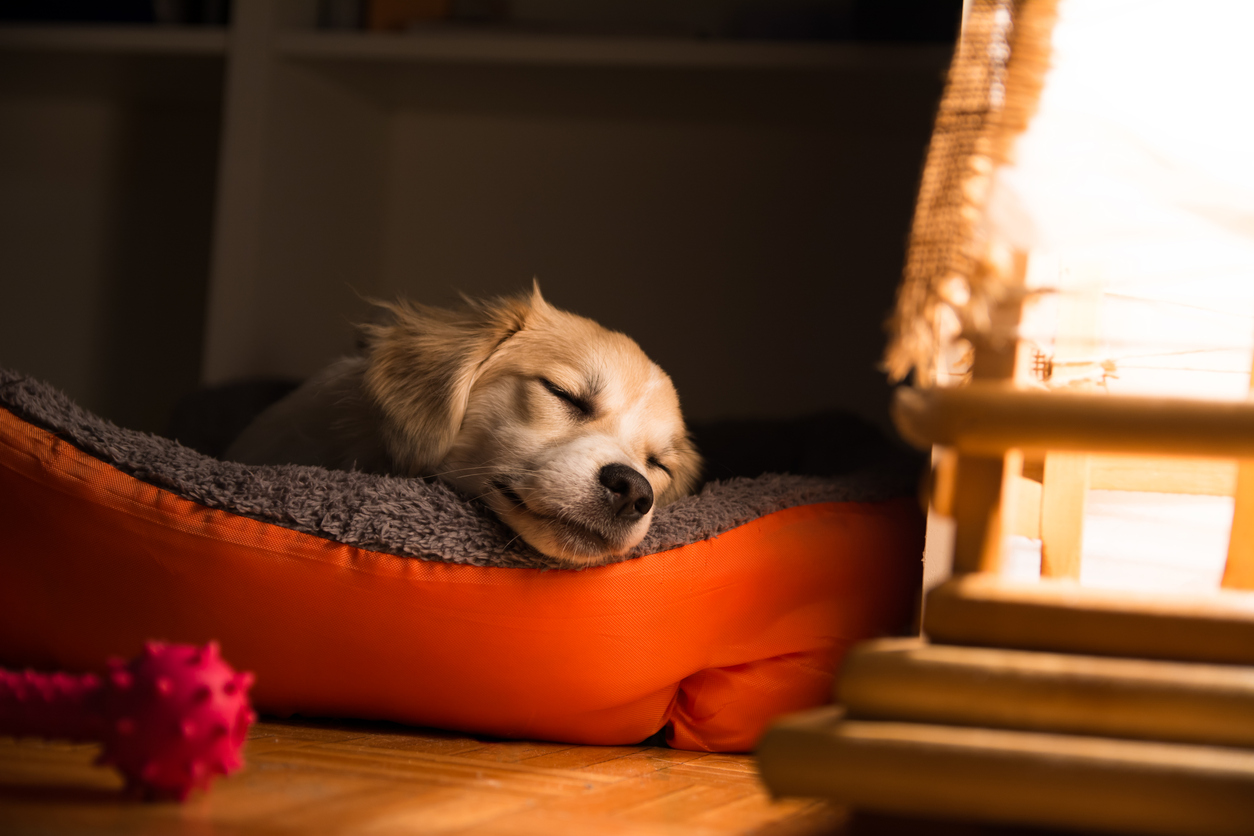 how to make your puppy not cry at night