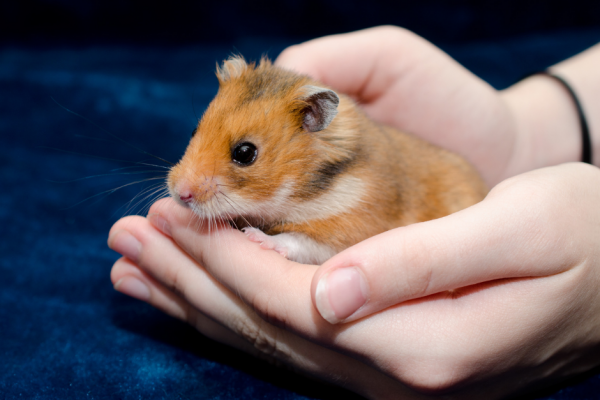 Everything You Need to Know About Hamsters