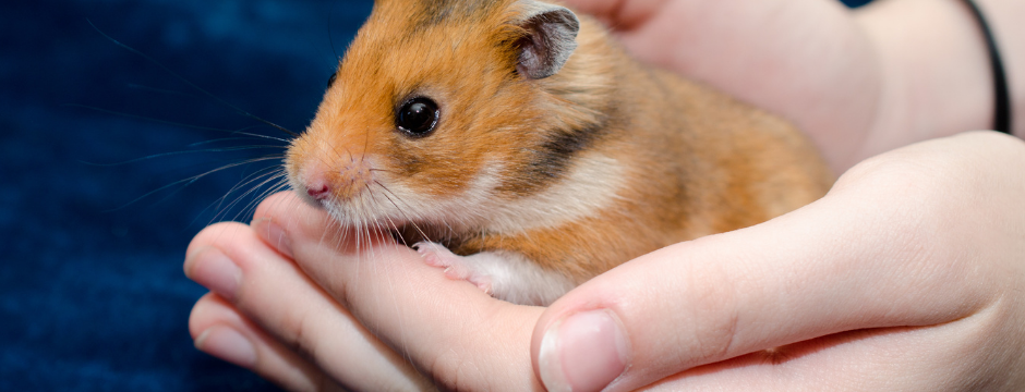 Everything You Need to Know About Hamsters