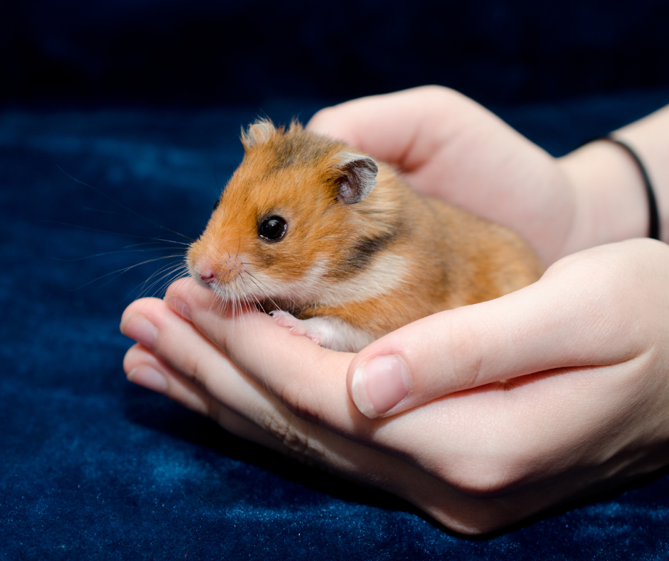 A Hamster's Life Cycle (Everything You Need to Know) - Fur, Wings, & Scaly  Things